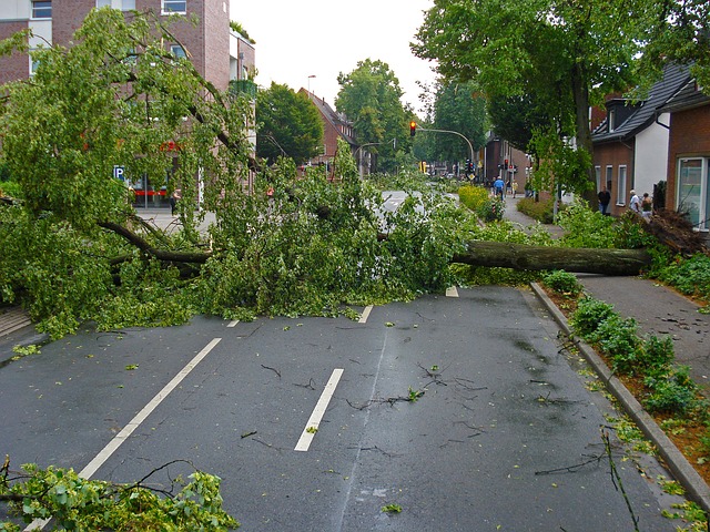 Trees down on roadway.