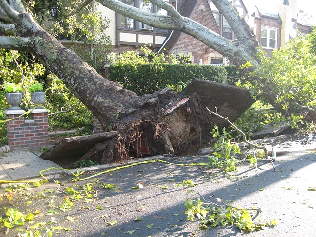 Trees uprooted in storm.