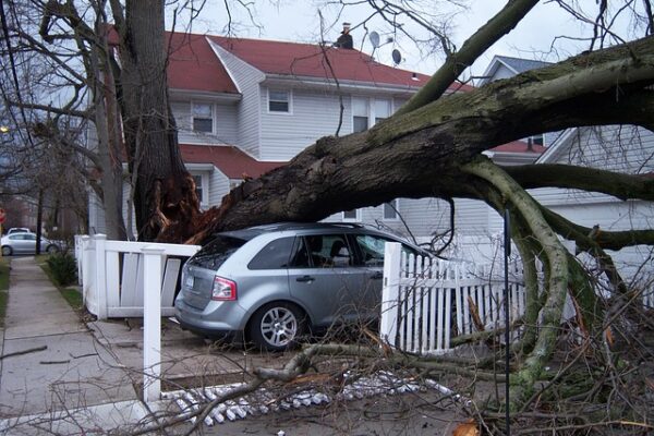 Fallen tree on car