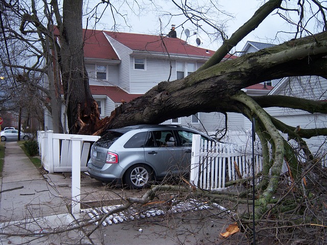 Fallen tree on car